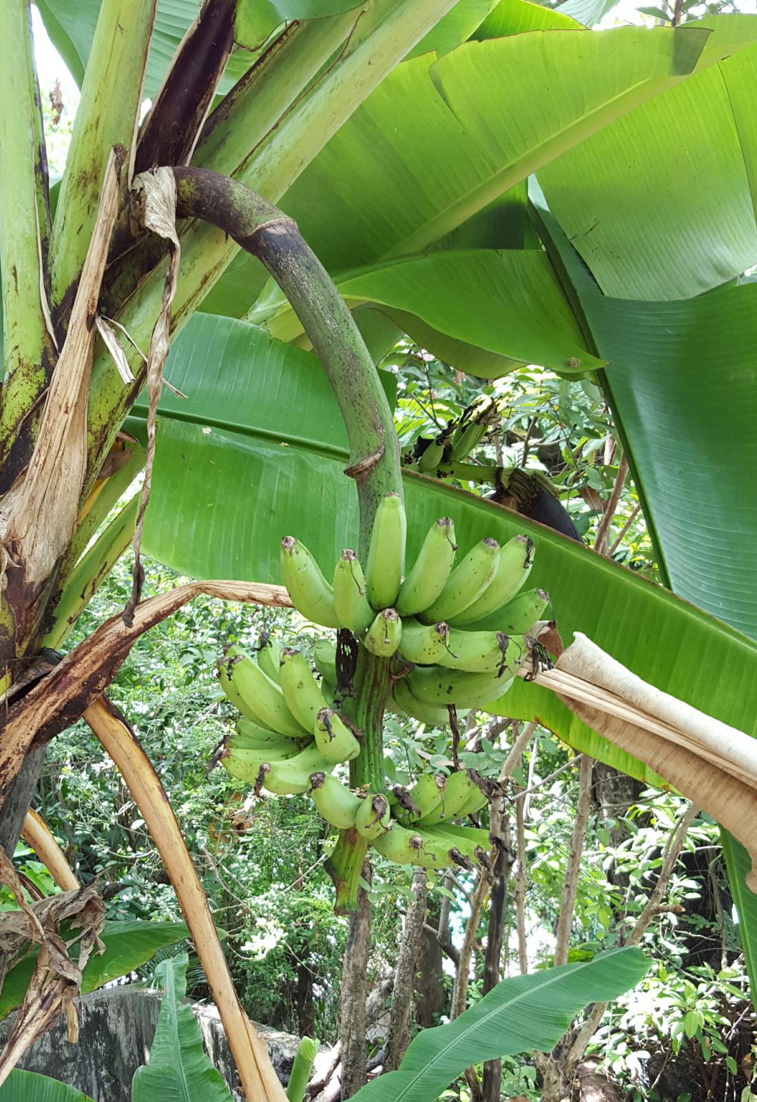 Dole organic bananas from Ecuador - Lounge - The Klipsch Audio Community